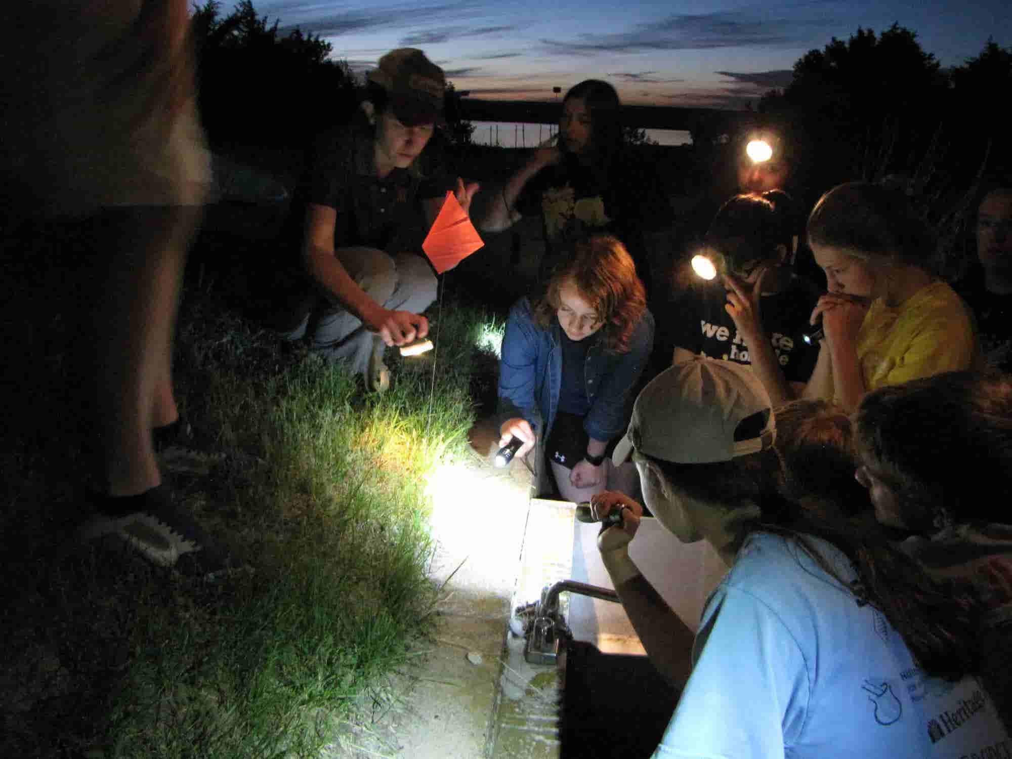 students looking for insects at night