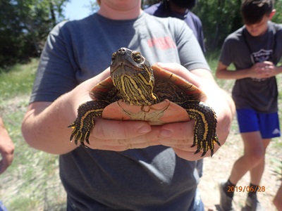 Student holds a turtle he discovered near the wetland.