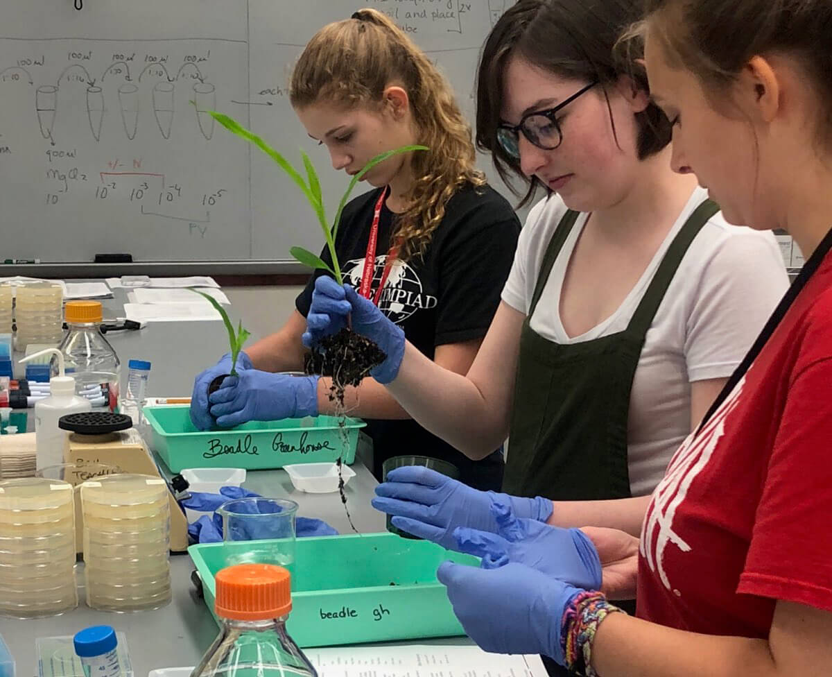 3 girls make plant leaves into slides for microscopy