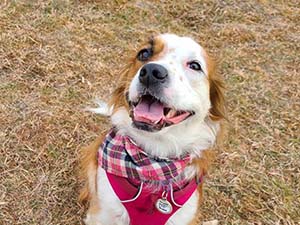 Dog with a red bandana in a field looking at camera