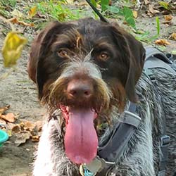 Leashed dog with it's tongue out looking at camera